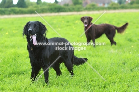 Flat Coated Retrievers in field