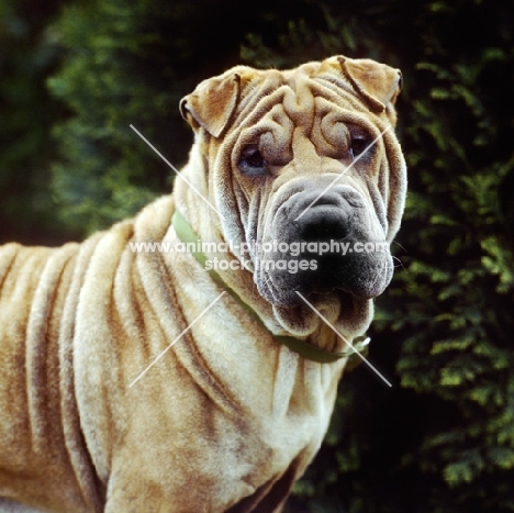 shar pei looking at camera