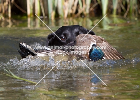 Labrador retrieving duck from water