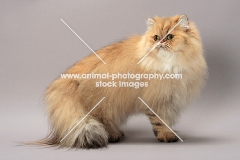 Shaded Golden Persian standing on grey background