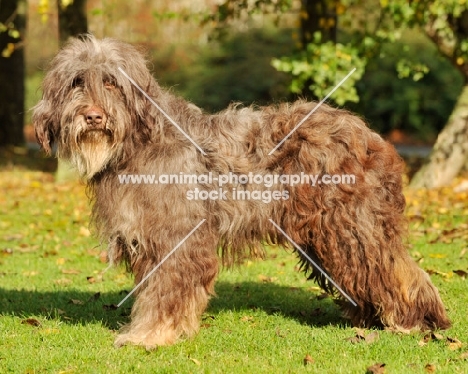 Catalan Sheepdog (aka gos d'atura), rare breed