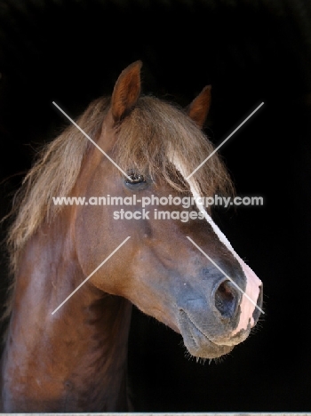 Welsh Cob (section d), black background