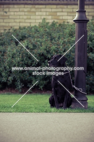 black Labrador Retriever tied to lamp post