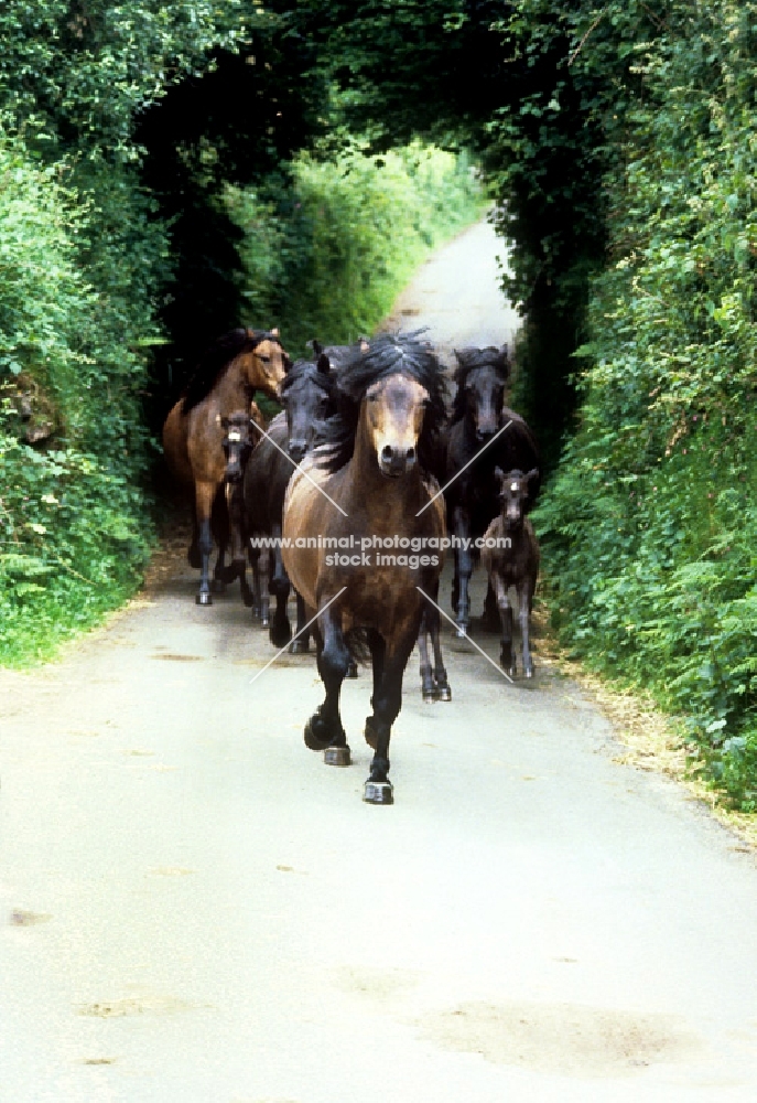 dartmoor ponies returning from pasture on a road on dartmoor
