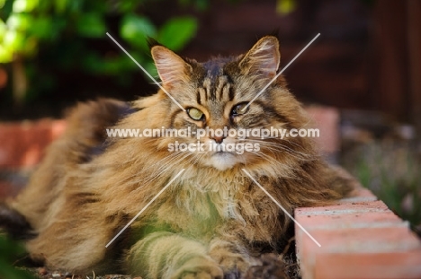 Maine Coon