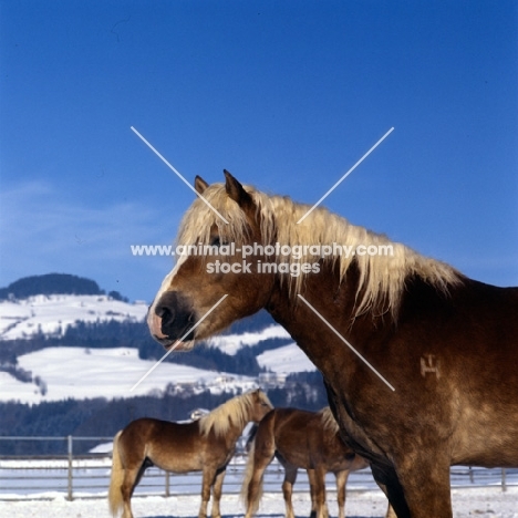 Haflinger colt in group standing in snow