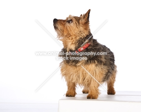 norwich terrier on white background