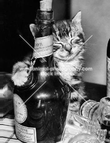 cute tabby kitten climbing up bottle