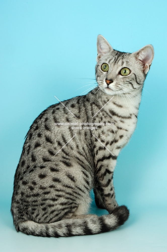 silver egyptian mau sitting on blue background