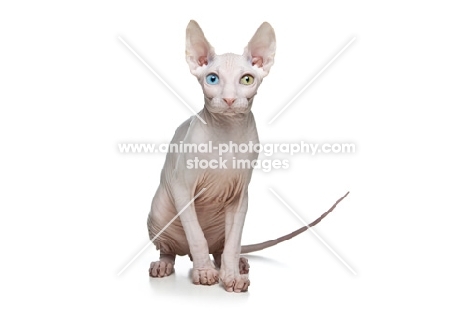 odd-eyed Sphynx looking straight at camera