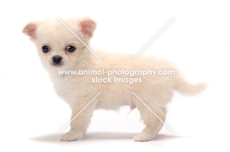 smooth coated Chihuahua puppy standing on white background