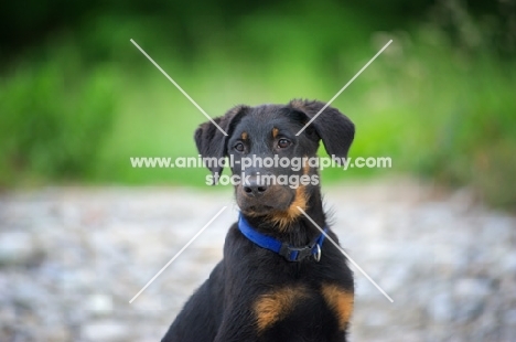 Portrait of a Beauceron pup