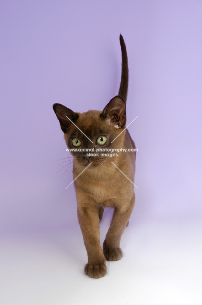 brown burmese kitten