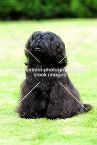 Tibetan Terrier