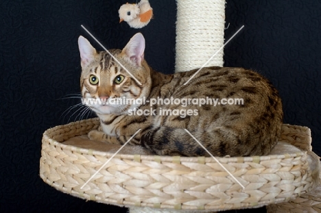 Bengal male cat crouched on a scratch post, studio shot