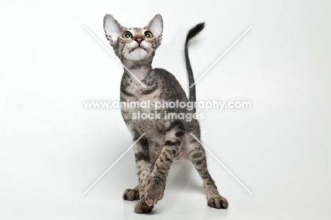 peterbald cat looking up, one paw in the air