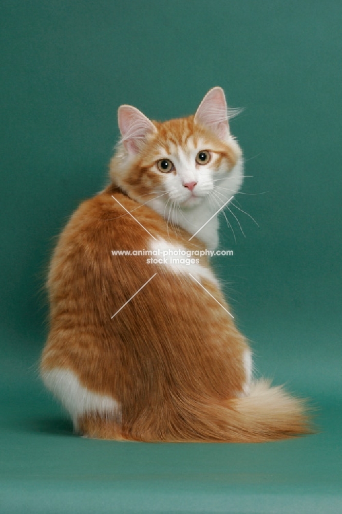 Siberian on green background, Red Mackerel Tabby & White