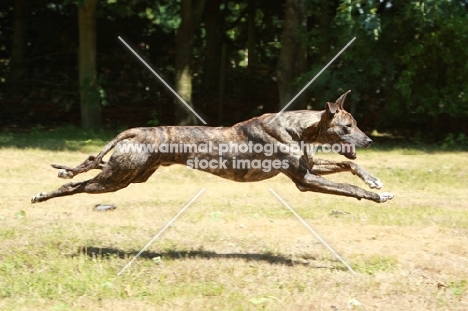 Lurcher, at high speed