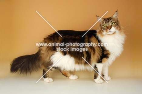 brown tabby and white maine coon cat standing on orange background