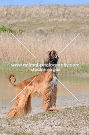 Afghan Hound standing near dunes