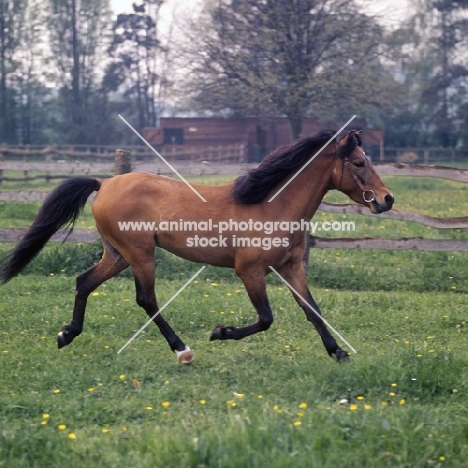  Caspian Pony, Moroun trotting