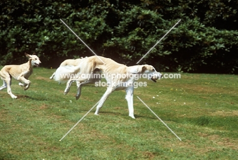 two salukis galloping showing different stages of action