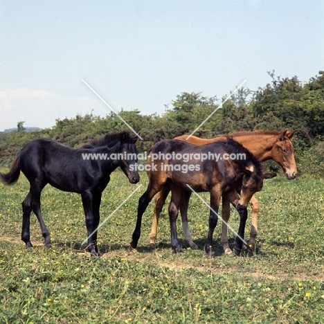 Group of connemara foals in ireland