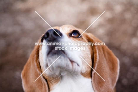 Beagle looking up, portrait