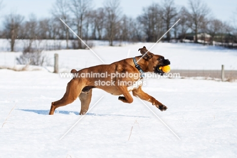 Boxer running through snowy field with toy
