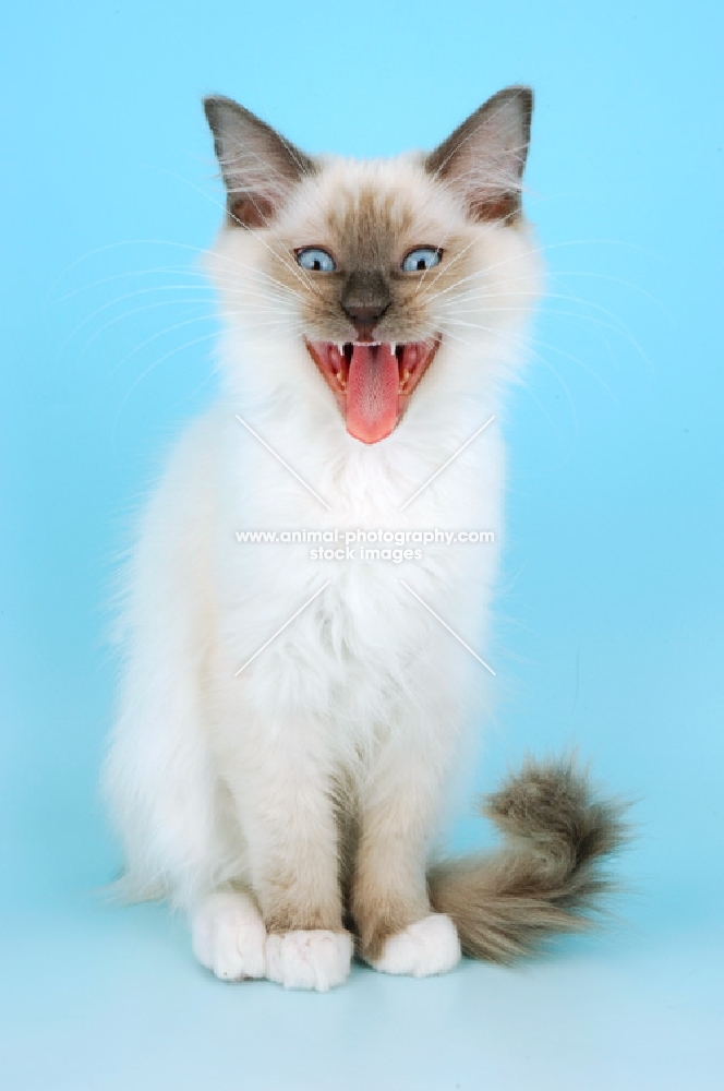 mitted blue ragdoll kitten