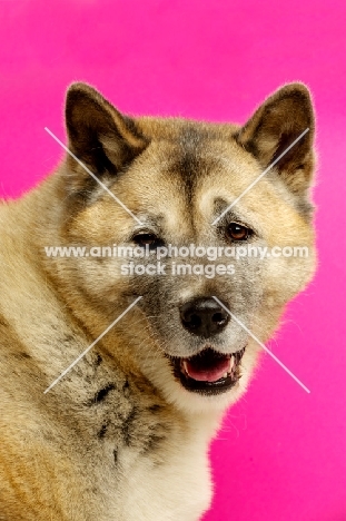 Large Akita dog isolated on a pink background