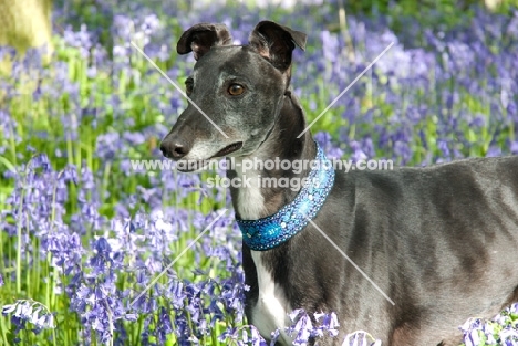 black greyhound, ex racer, amongst flowers, all photographer's profit from this image go to greyhound charities and rescue organisations