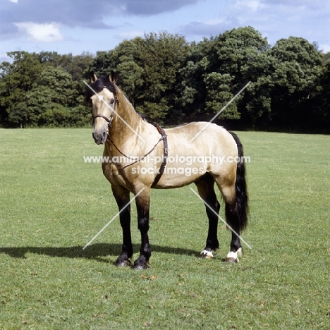 comet, welsh cob (section d) stallion