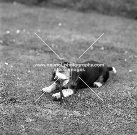 beagle pup chewing stick
