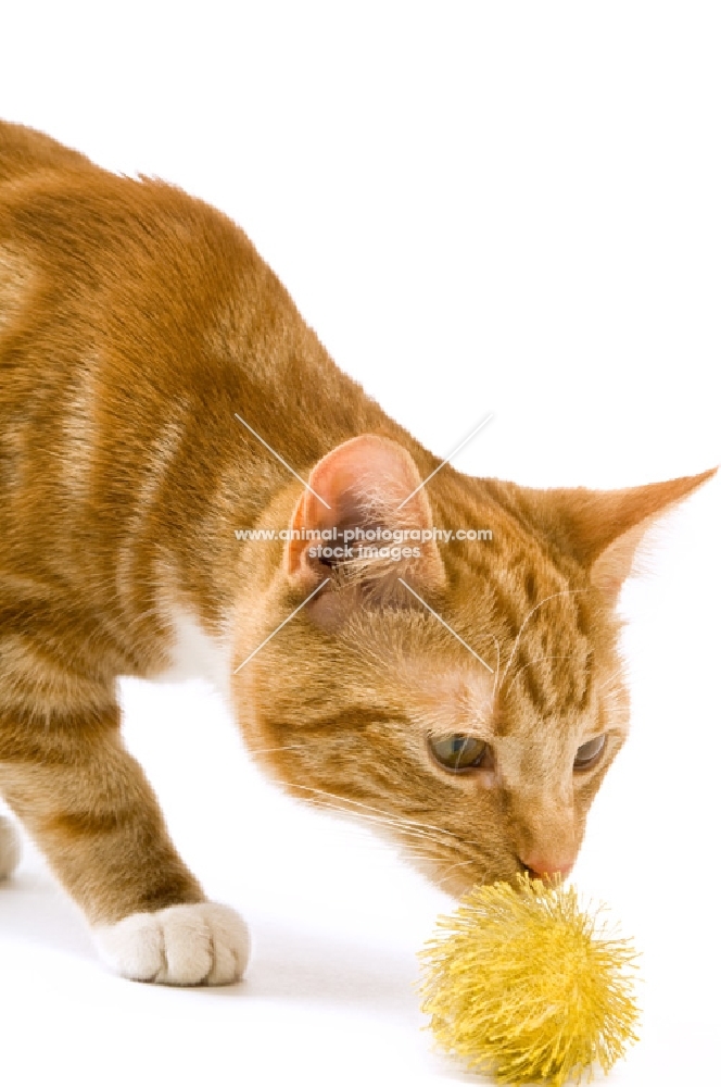 ginger tabby cat smelling toy