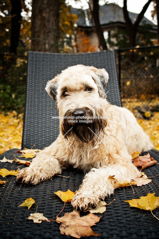 soft coated wheaten terrier lying on wicker chair