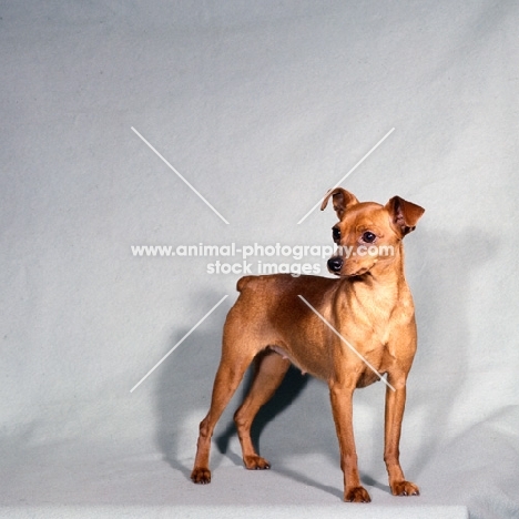 light brown miniature pinscher 