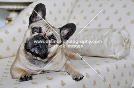 French Bulldog looking curiously at camera on white and gold couch