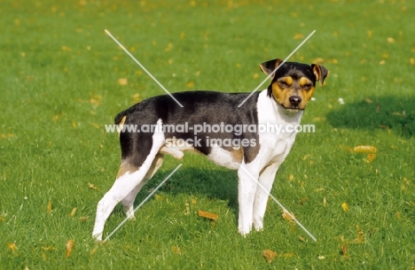 Brazilian Terrier on grass