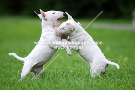 two Bull Terriers playing