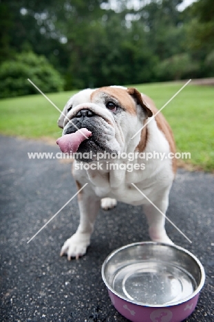 english bulldog drinking from water bowl