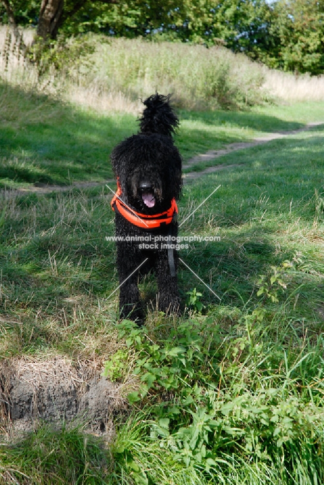 black labradoodle in lifejacket, near riverside