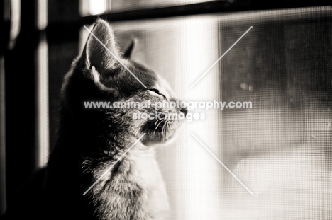 Kitten looking out window