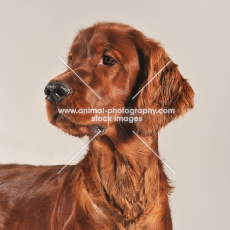 Irish Setter portrait