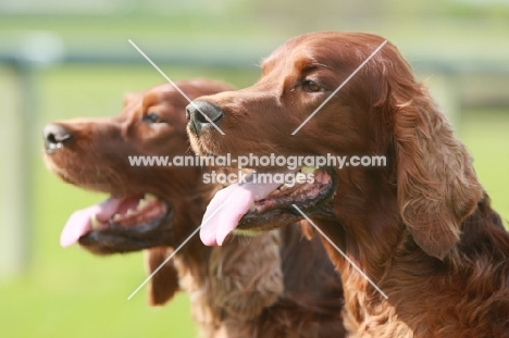 two Irish red setters