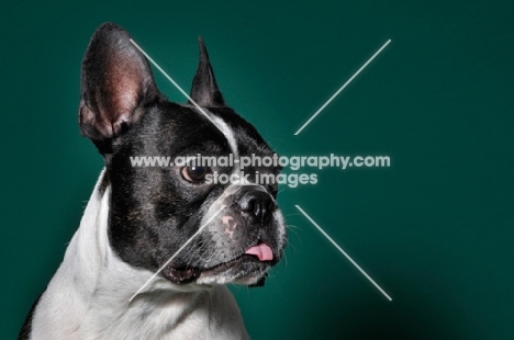 cute French Bulldog in green studio