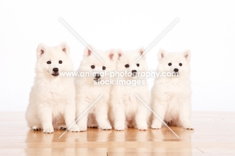 four American Eskimo puppies on white background