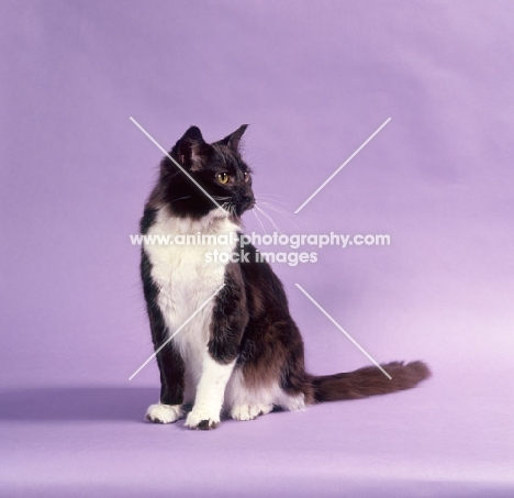 York Chocolate cat on purple background