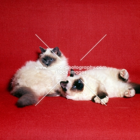 two seal point birman cats playing