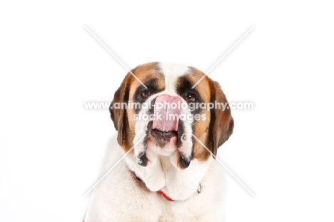 Saint Bernard with tongue out